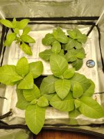 IMG_20250301_094103840_HDR.jpg IMG_20250301_094103840_HDR.jpg