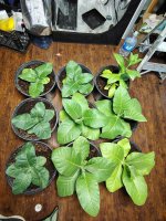 IMG_20250306_173856822_HDR.jpg IMG_20250306_173856822_HDR.jpg