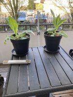 IMG_3959.jpeg