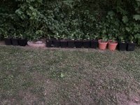 IMG_4439.jpeg
