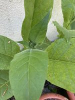 IMG_4509.jpeg