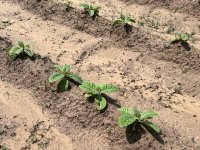 can you grow tobacco in iowa This isn't Iowa...@waltkev | Fair Trade Tobacco