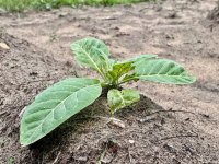 can you grow tobacco in iowa This isn't Iowa...@waltkev | Fair Trade Tobacco