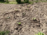 IMG_4556.jpeg IMG_4556.jpeg