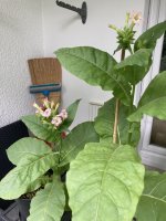 IMG_4606.jpeg IMG_4606.jpeg
