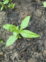 IMG_4023.jpeg