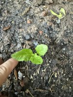 IMG_4028.jpeg