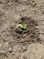 IMG_4655.jpeg IMG_4655.jpeg