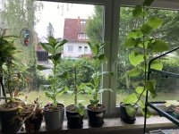 IMG_4872.jpeg IMG_4872.jpeg