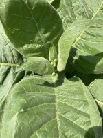IMG_4961.jpeg