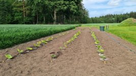 Tobacco 2025-06-16.jpg