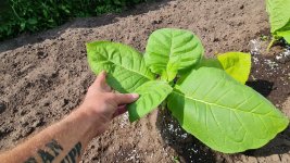 Tobacco 2016-06-16 2.jpg