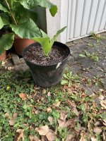 IMG_4996.jpeg