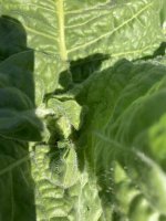 IMG_5066.jpeg
