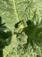 IMG_5065.jpeg