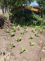 IMG_5093.jpeg