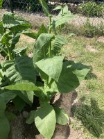 IMG_5103.jpeg