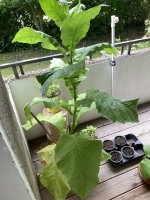 IMG_5128.jpeg