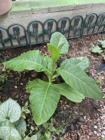 IMG_9622.jpeg