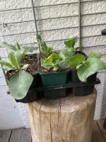 IMG_5160.jpeg