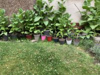 IMG_5174.jpeg