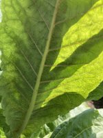 IMG_5202.jpeg