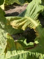 IMG_5203.jpeg
