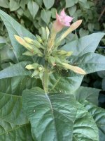 IMG_5234.jpeg