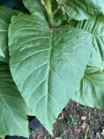 IMG_5236.jpeg