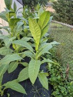 20250629_203926.jpg 20250629_203926.jpg