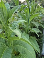 20250629_204109.jpg 20250629_204109.jpg