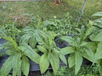 20250629_204122.jpg 20250629_204122.jpg