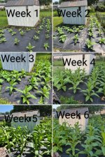 20250629_222926-COLLAGE~2.jpg 20250629_222926-COLLAGE~2.jpg