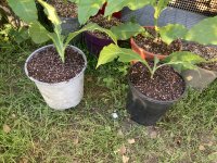 IMG_5289.jpeg