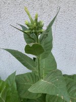 IMG_5297.jpeg