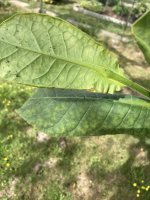 IMG_5301.jpeg
