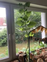 IMG_5428.jpeg
