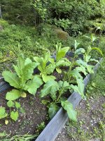 IMG_4728.jpeg