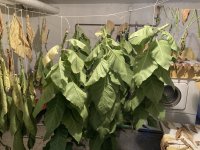 IMG_5429.jpeg