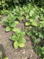 IMG_5435.jpeg
