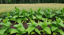 Tobacco 2025-07-16 1.jpg