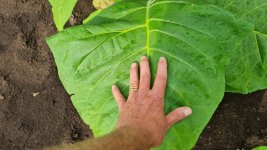 Tobacco 2025-07-16 3.jpg