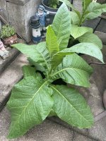 IMG_9620.jpeg