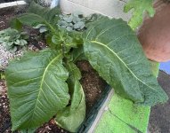 IMG_0048.jpeg