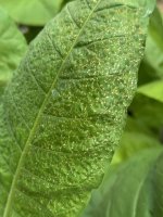 IMG_6407.jpeg