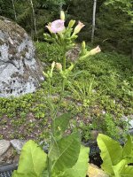 IMG_4781.jpeg