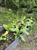 IMG_4780.jpeg