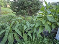 20250721_201310.jpg 20250721_201310.jpg