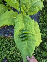 20250721_202012.jpg 20250721_202012.jpg