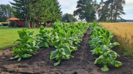 Tobacco 2025-07-24 1.jpg